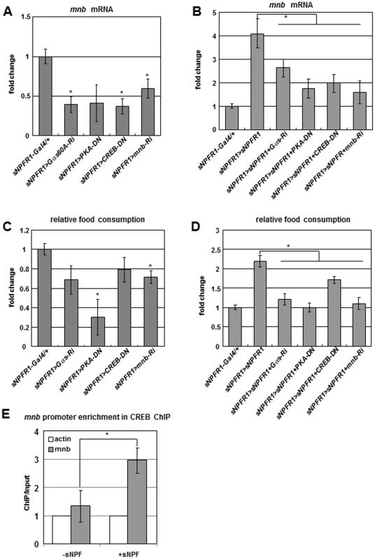 Genetic interactions among <i>sNPFR1</i>, <i>Gαs</i>, <i>PKA</i>, <i>CREB</i>, and <i>mnb</i> genes and CREB ChIP–PCR analysis.