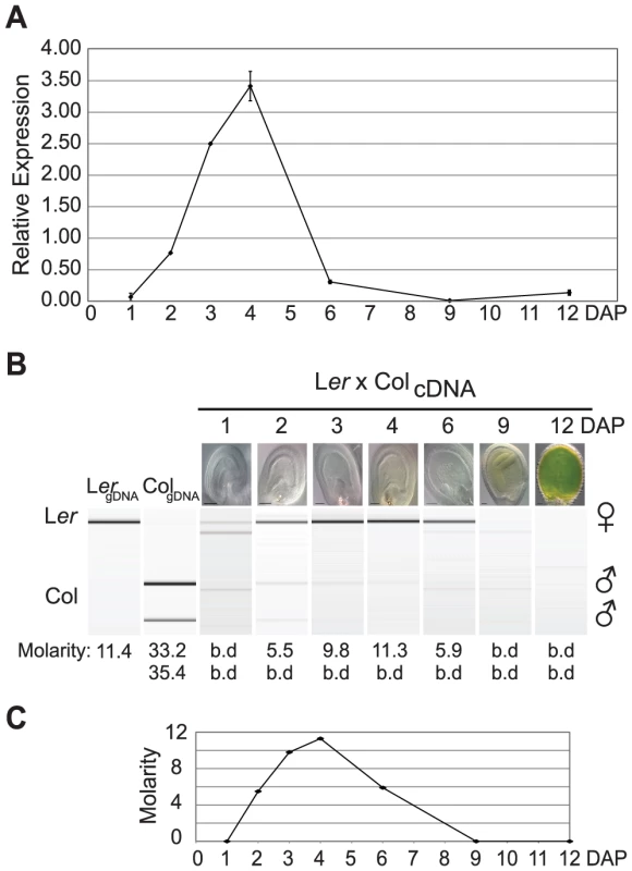<i>AGL36</i> is imprinted throughout its expression cycle.