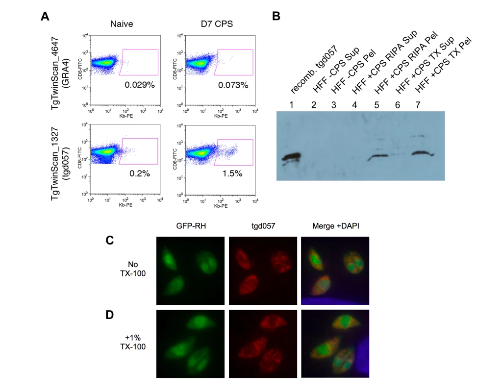 Tgd057 localizes to the parasite's cytoskeleton.
