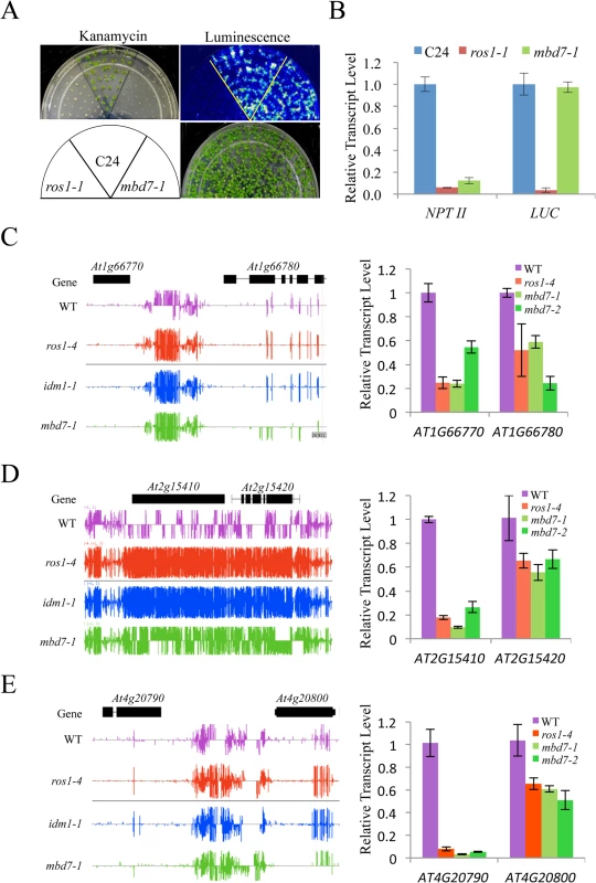MBD7 prevents the silencing of a report gene and some endogenous genes.