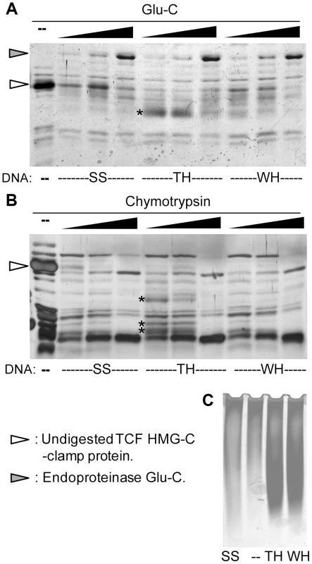 The HMG and C-clamp domains adopt different conformations when bound to distinct binding sites.