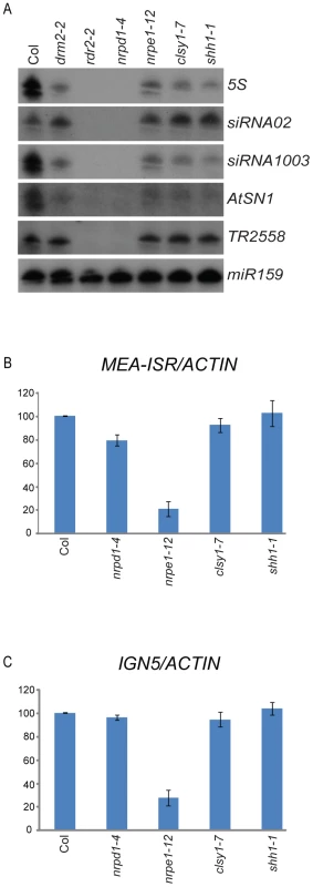 Characterization of siRNAs and Pol-V dependent transcripts in the <i>shh1</i> mutant.