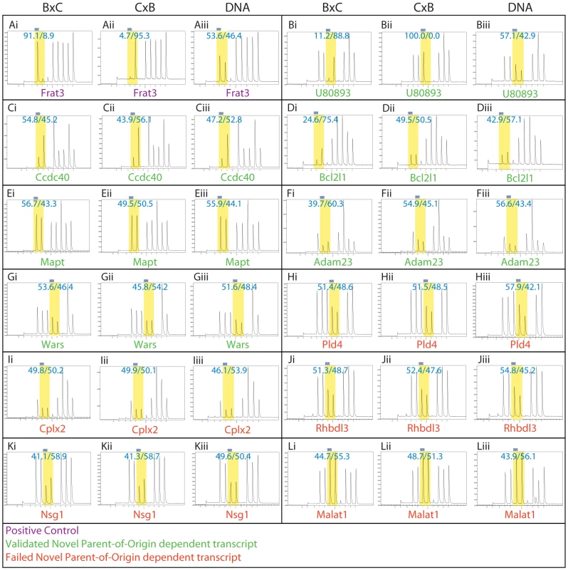 Pyrosequencing traces confirmed 6 of the 11 predicted novel parent-of-origin effects in E17.5 brains.