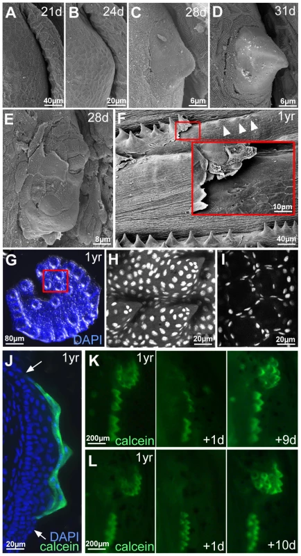 Outer cells of breeding tubercles undergo desquamation and renewal.