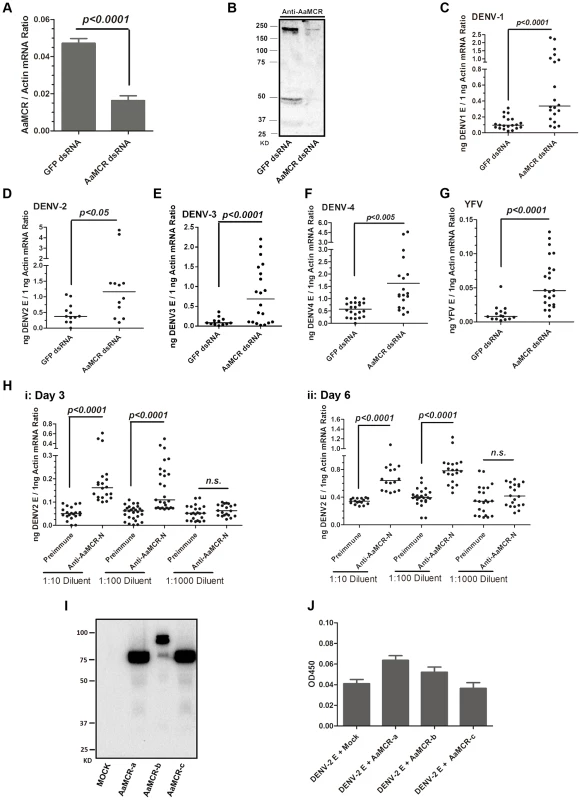 AaMCR restricts flaviviral infections.