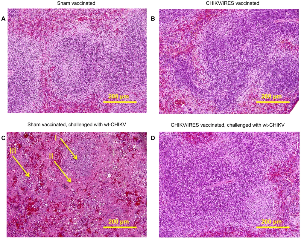Representative splenic histopathology of A129 mice post-vaccination and –challenge, 20X magnification.