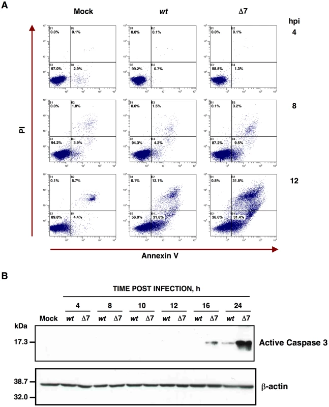 Apoptosis caused by rTGEV-Δ7.