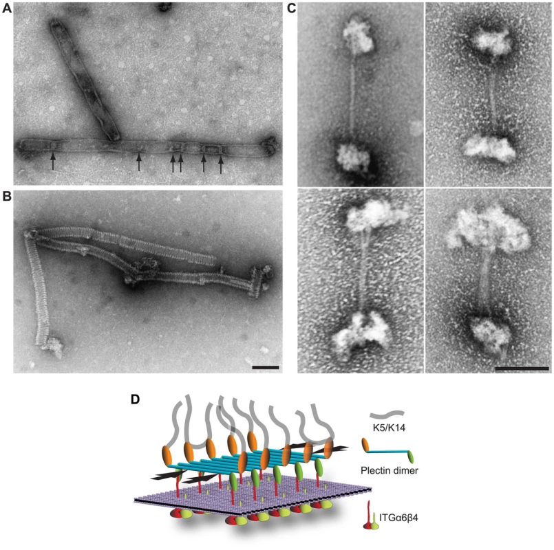RD polymer formation and model highlighting lateral RD association as a novel HD-stabilizing force.