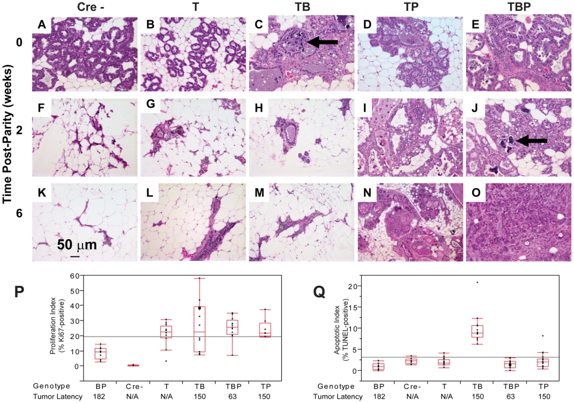 Combined inactivation of pRb<sub>f</sub> and p53 causes a durable block in involution.