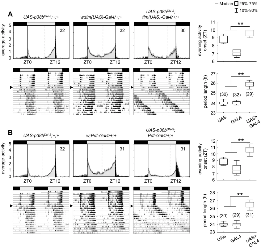 Locomotor activity rhythms of flies expressing a dominant-negative form of p38b <i>(p38b<sup>DN-S</sup>)</i> in <i>Drosophila</i> clock neurons and respective controls.