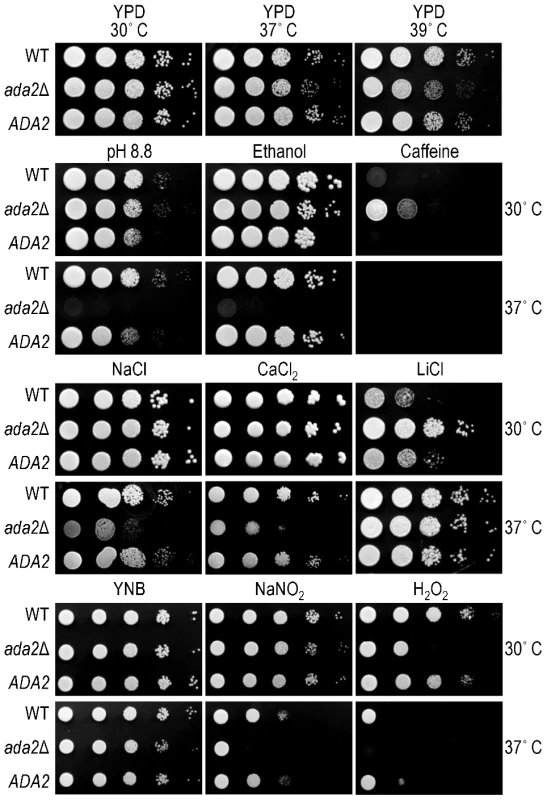 Ada2 is required for growth under certain stress conditions.