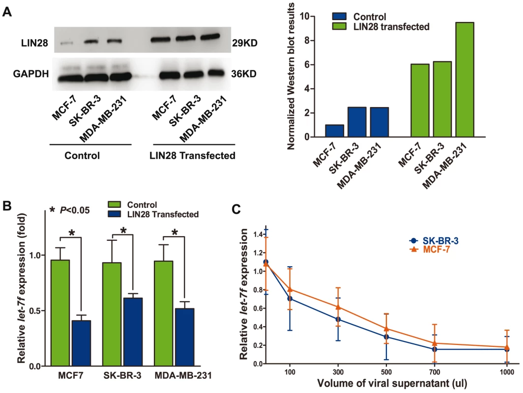 LIN28 represses <i>let-7</i> in the molecular context of breast cancer.