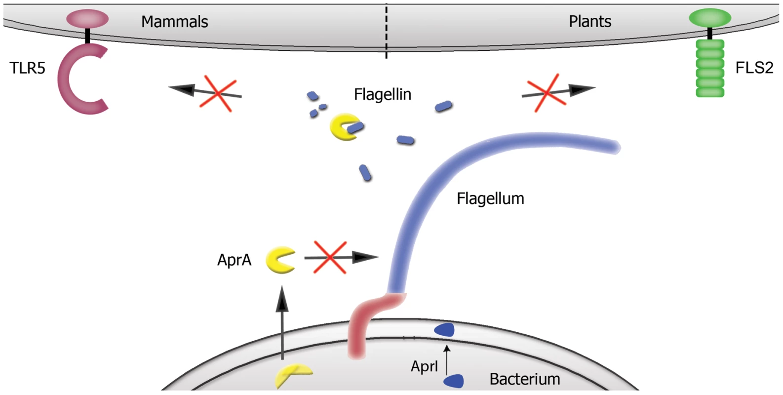 Proposed mechanism for AprA.