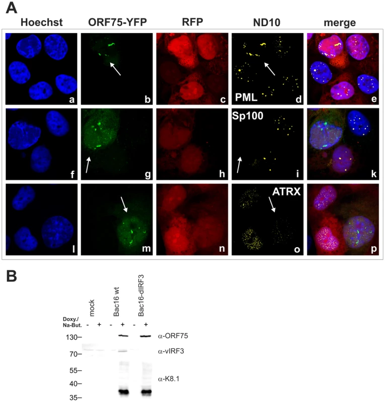 KSHV mediated depletion and relocalization of ND10 components is independent of v-IRF3.