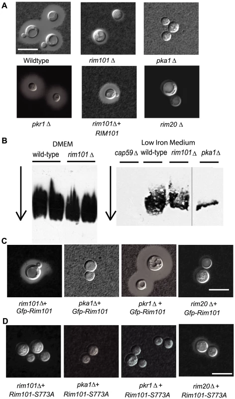<i>C. neoformans</i> Rim101 is required for capsule attachment.
