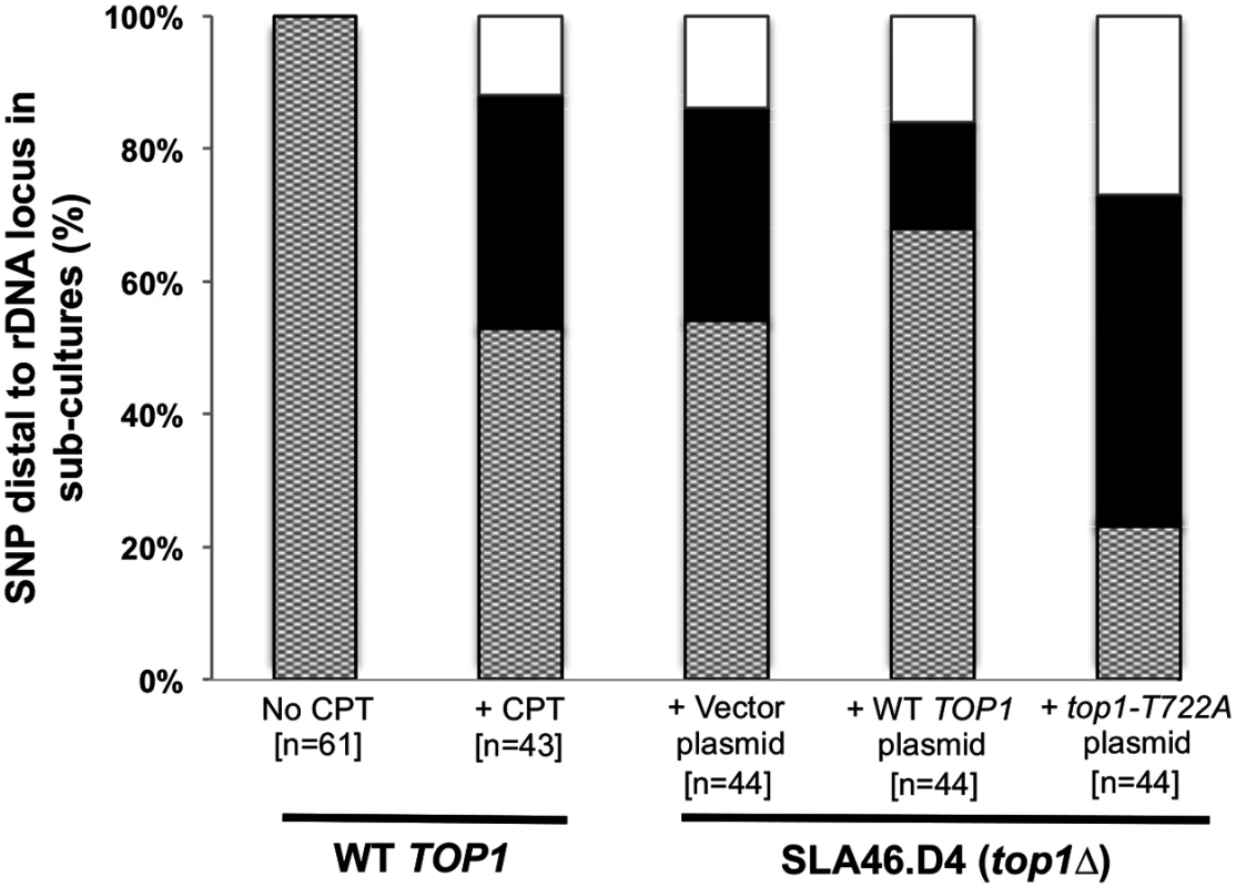 CPT treatment and Top1-T722A expression result in increased RCOs at the rDNA locus.