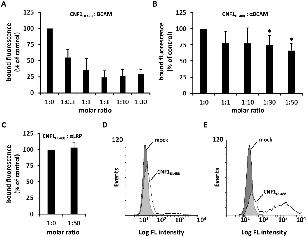 CNF1 directly interacts with Lu/BCAM on the cell surface.