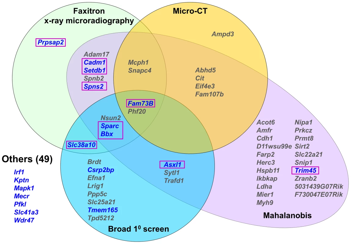 Knockout strains with abnormal skeletal phenotypes.