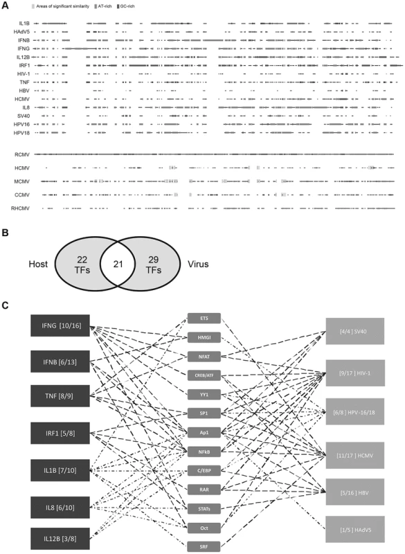 Comparison of host innate-immune and viral regulatory regions.