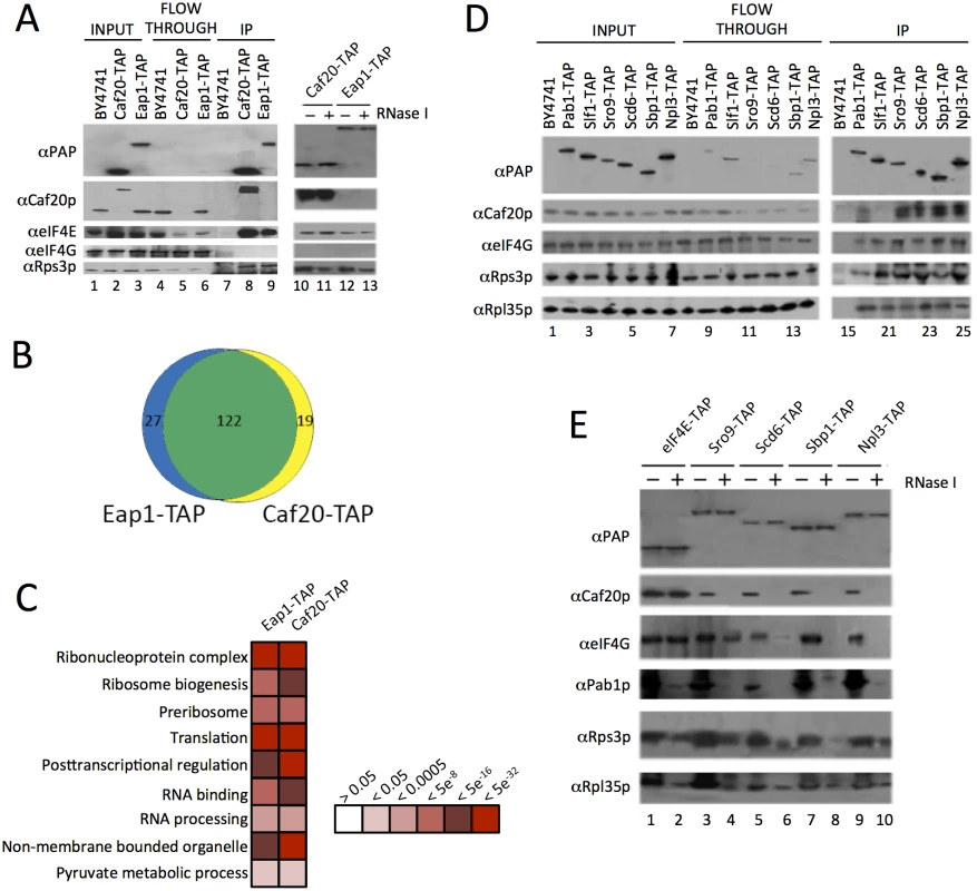 Identification of 4E-BP associating proteins using TAP-tag IPs.
