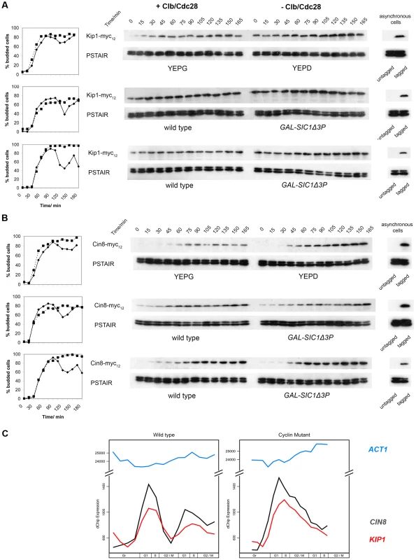 Kip1 and Cin8 protein and mRNA levels in the presence and the absence of active Clb/Cdc28 kinase.