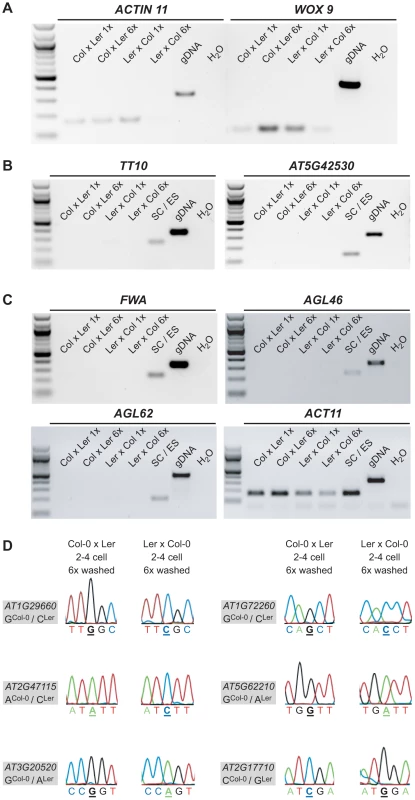 Quality, purity and allele-specific expression analyses of extensively washed embryonic control samples.