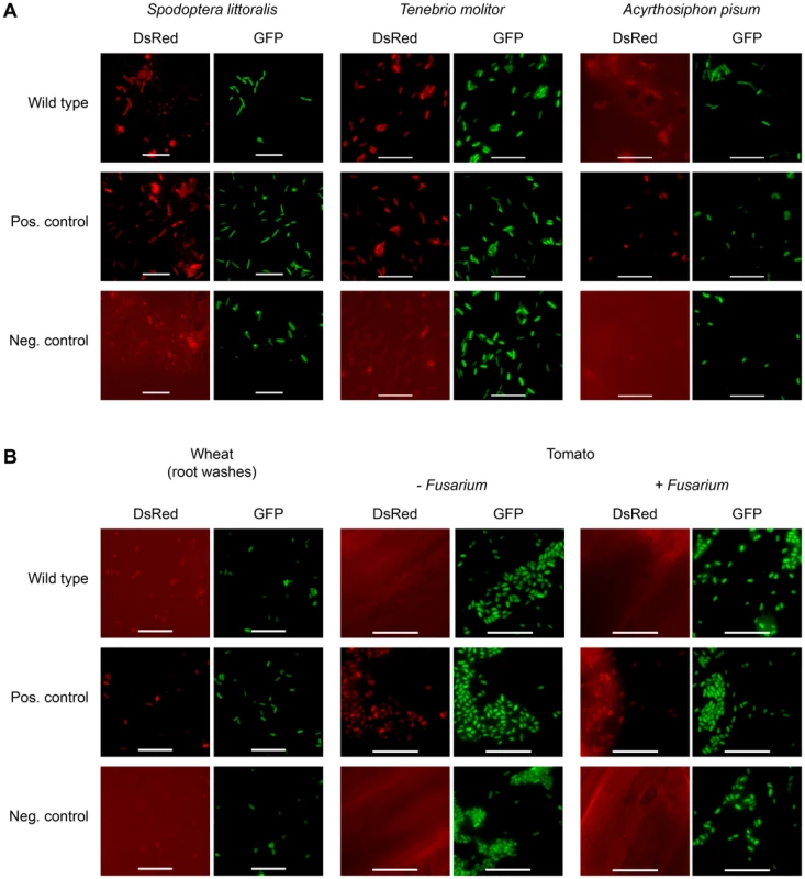 Fit toxin expression is controlled in a host-specific manner.