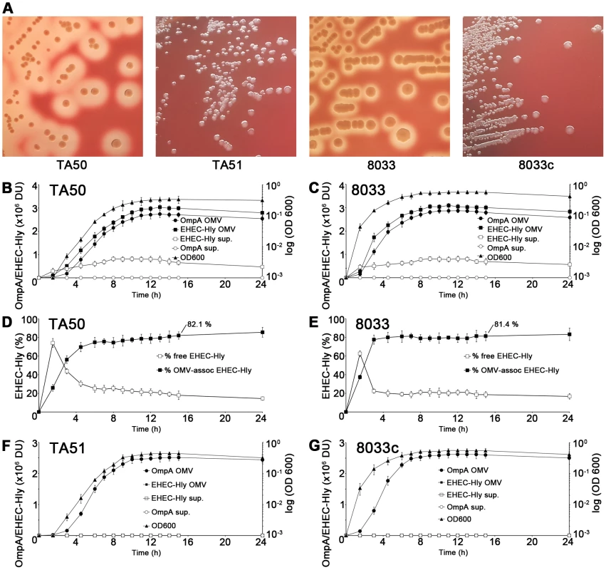 Hemolytic phenotypes and kinetics of EHEC-Hly secretion, OMV production and EHEC-Hly-OMV association in strains used in this study.