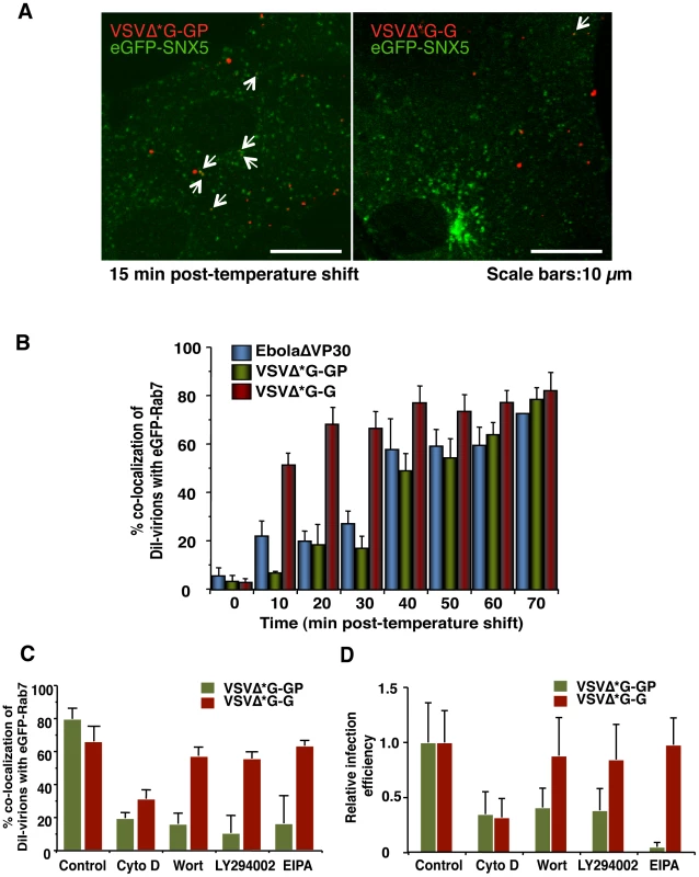 Macropinocytotic internalization of Ebola virions is GP-dependent.