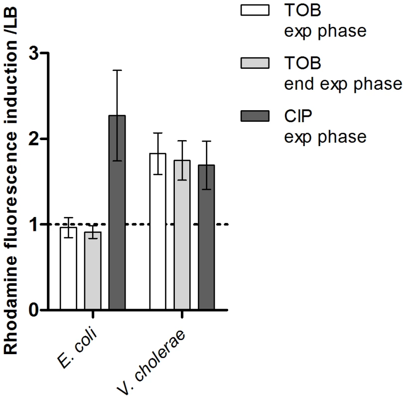 Sub-MIC tobramycin treatment induces ROS formation in <i>V.</i>cholerae and not in <i>E. coli</i>.
