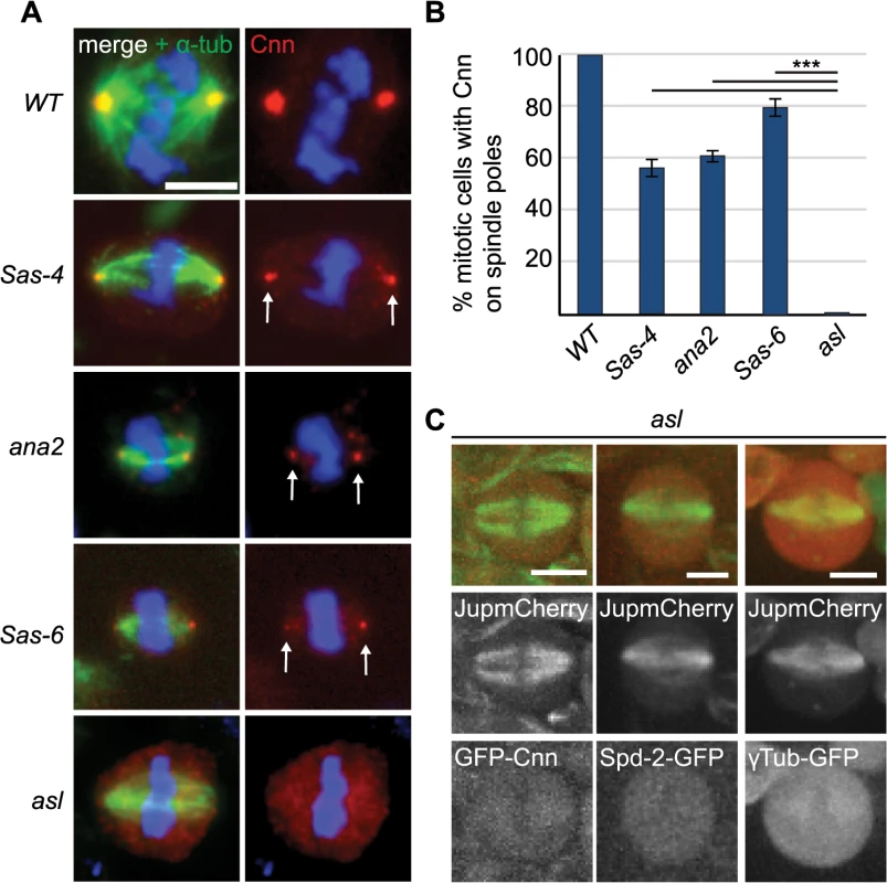 The PCM recruitment factor Asl is essential for aMTOC formation.