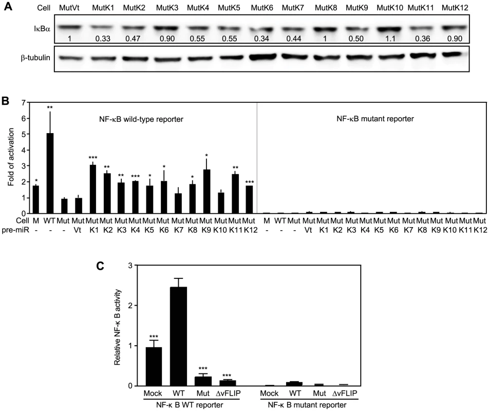 Multiple KSHV miRs target the IκBα and NF-κB pathway.