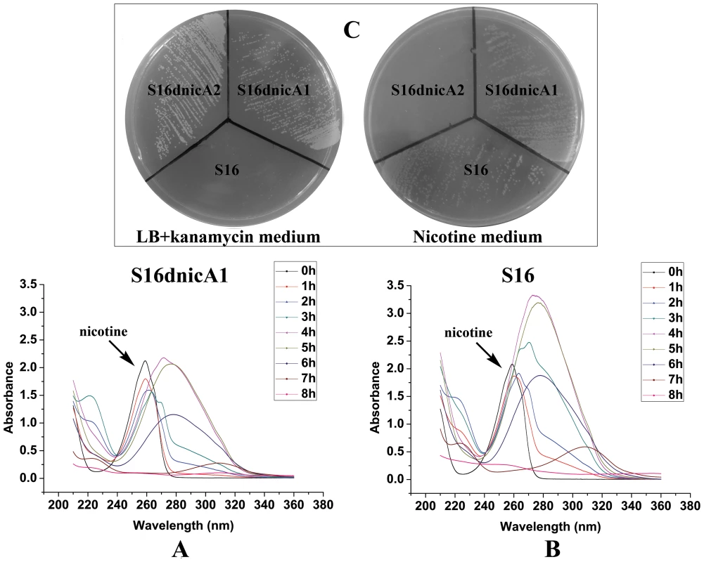 Cell growth and resting cell reactions of strain S16 and the gene deletion mutant S16d<i>nicA1</i>.