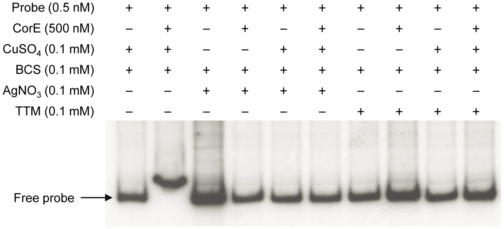 Silver and TTM prevent CorE from binding to DNA.