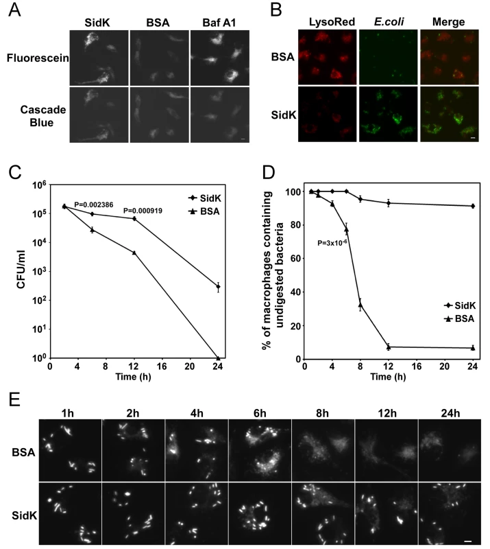 Macrophages loaded with SidK are defective in phagosomal acidification and lysosomal digestion of bacteria.