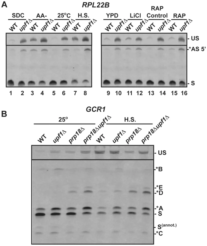 RT-PCR analysis of alternatively spliced products under stress conditions.
