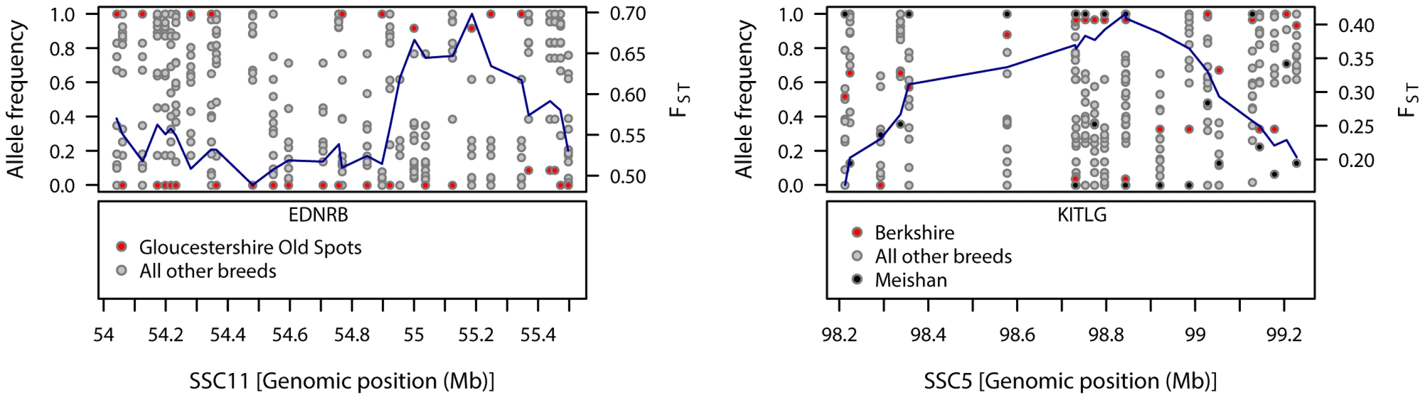 Patterns of genetic variation within regions showing strong signals of diversifying selection in Gloucestershire Old Spots (SSC11) and Berkshire (SSC5).