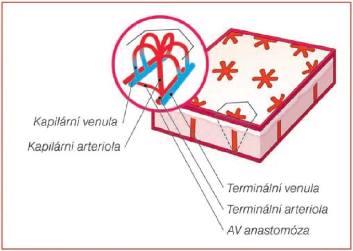 Základní jednotka kožní vaskularizace ve tvaru šestiúhelníku
(Modifikovano podle PARSI [14])