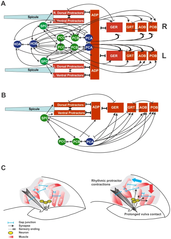 Circuit diagram of cells that control spicule movement and model of prolonged vulval contact coupling to rhythmic protractor contractions.