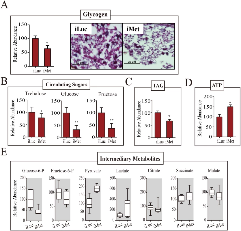 Met-depleted mosquitoes exhibit metabolic defects.