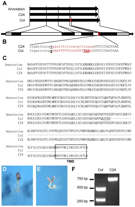 A QTN alters the splicing pattern of Col and C24 <i>ANAC060</i> mRNAs.