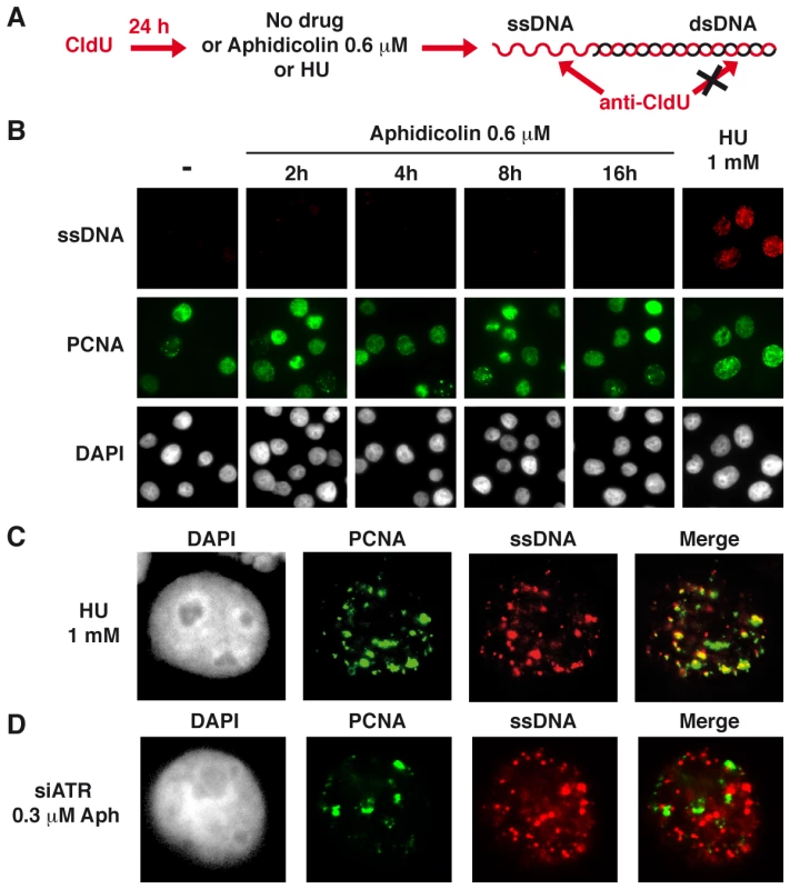 Moderate fork slowing is not associated with formation of ssDNA foci.
