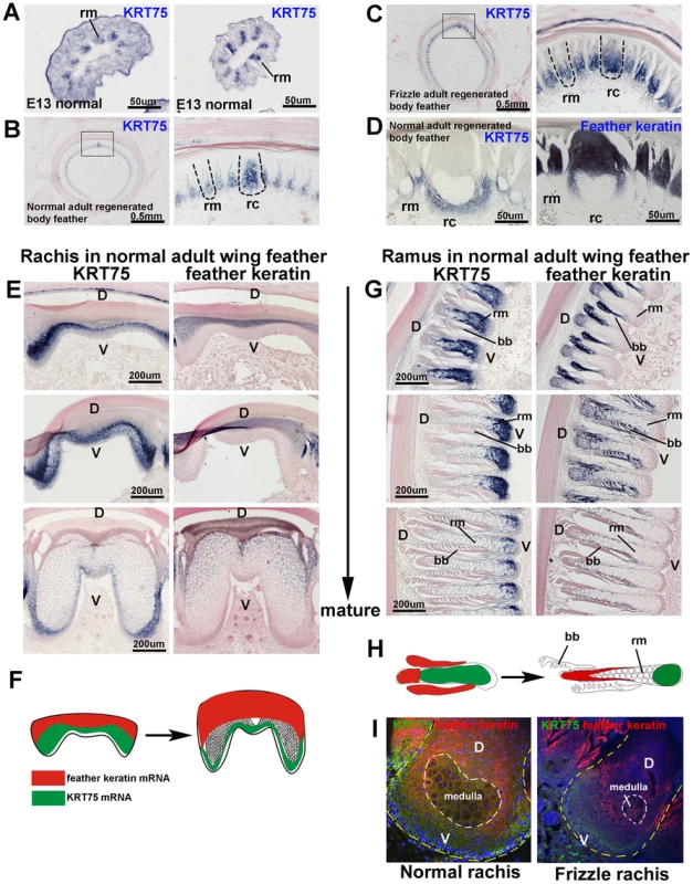 <i>In situ</i> hybridization of <i>KRT75</i> in embryonic and adult feather filaments.