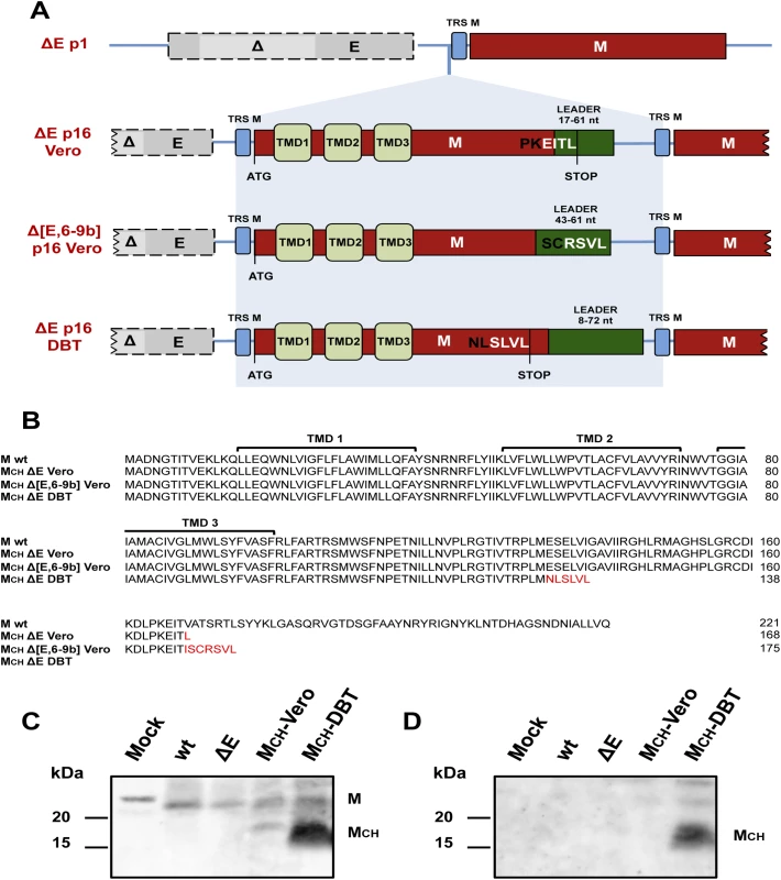 Generation of chimeric membrane genes after 16 serial passages of SARS-CoV lacking E protein in cell culture.