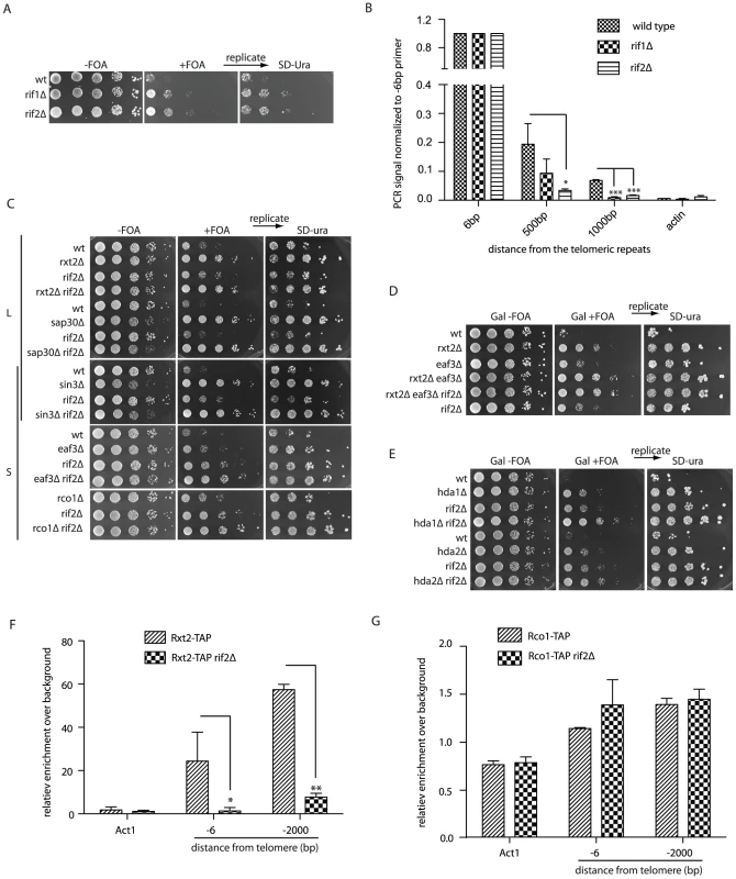 The Rif proteins promote Rpd3L recruitment to telomeres.