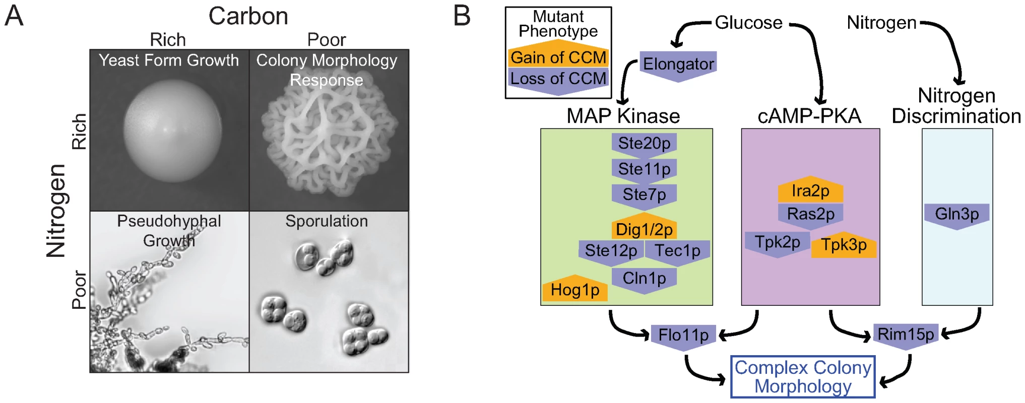 The role of nutrients in complex colony morphology and the underlying genetic network.