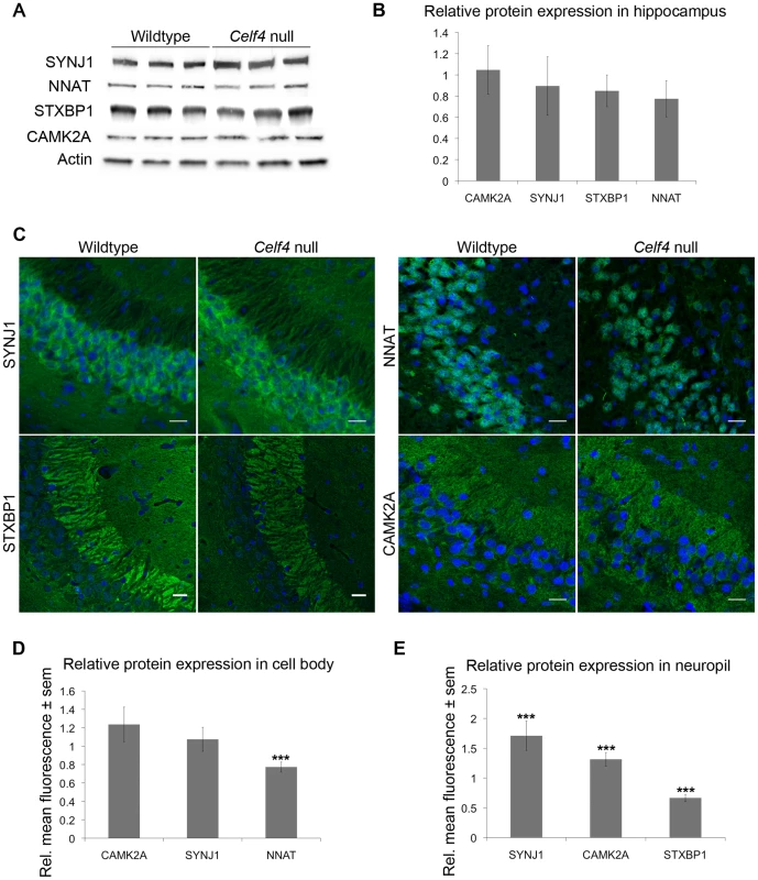 <i>Celf4</i> genotype-dependent whole cell versus subcellular expression for four CELF4 targets.