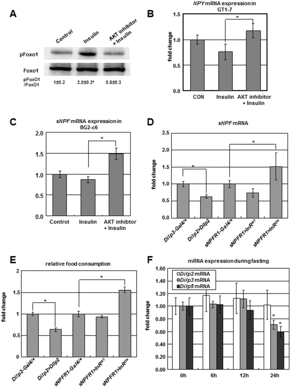 Negative regulation of <i>sNPF/NPY</i> by insulin signaling.