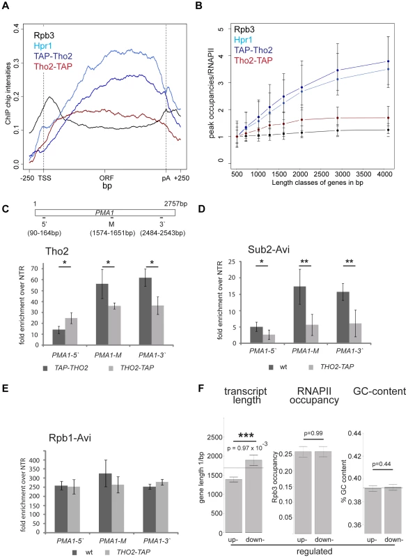 The increase in TREX occupancy is important for the expression of long transcripts.