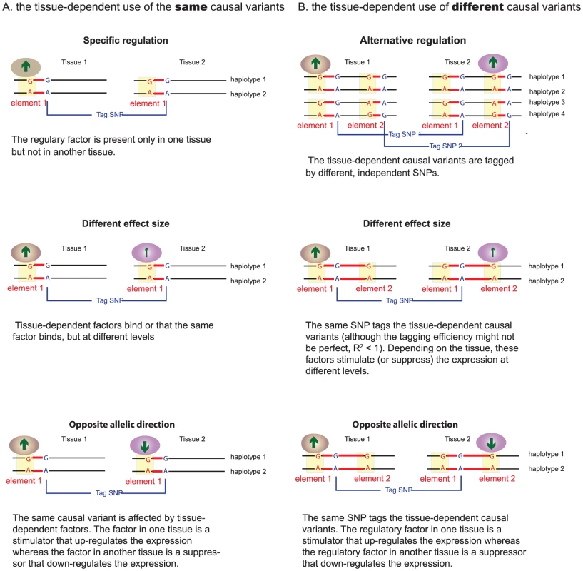 Molecular models of tissue-dependent <i>cis</i>-regulation.